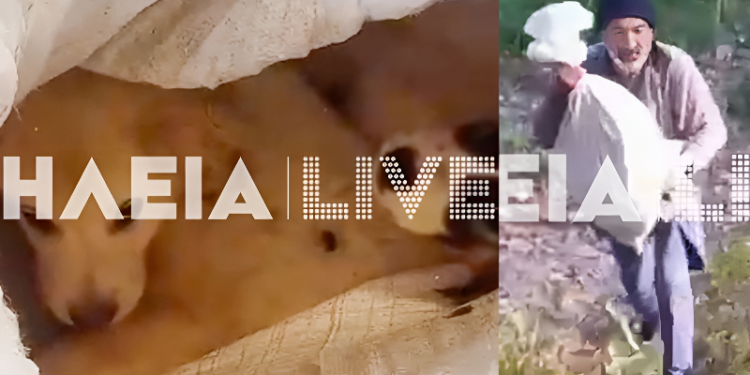 Φρίκη: Έδεσαν κουτάβια μέσα σε σακιά και τα πέταξαν στον Αλφειό – Βίντεο από τη διάσωσή τους