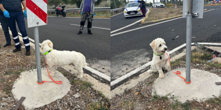 Alldaynews.gr Λαμία: Τι απέγινε ο σκυλάκος από το χθεσινό θανατηφόρο τροχαίο στον κόμβο Αγίας Μαρίνας