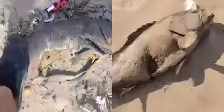 Alldaynews.gr Γέμισε παντού νεκρά ψαρια πασίγνωστο μεγάλο νησί της Ελλάδας – Τί είναι η Ιογενής Εγκεφαλοπάθεια