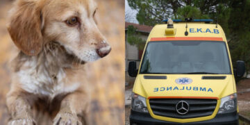 Τραγωδία: Νεκρή μία γυναίκα – Έπεσε και χτύπησε όταν της έκανε «χαρές» ο σκύλος της