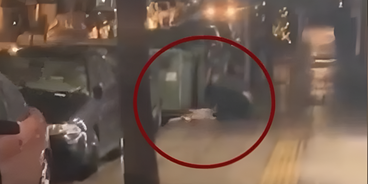 «Σπαρταρούσε από τον πόνο, φώναζε, σαν άνθρωπος έκανε»: Συγκλονιστική μαρτυρία για τον σκύλο που μαχαίρωσε 47χρονος