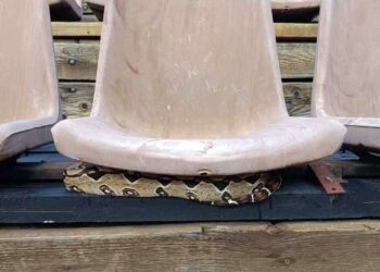 Βόας βρέθηκε κάτω από κάθισμα θεάτρου στου Φιλοπάππου