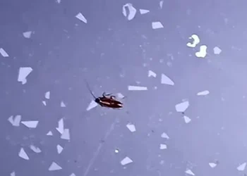 «Λουκέτο» σε επιχείρηση εστίασης από το Υγειονομικό: Εκτός από κεμπάμπ και πατάτες τηγάνιζε και… ποντικούς – ΦΩΤΟ