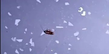 «Λουκέτο» σε επιχείρηση εστίασης από το Υγειονομικό: Εκτός από κεμπάμπ και πατάτες τηγάνιζε και… ποντικούς – ΦΩΤΟ