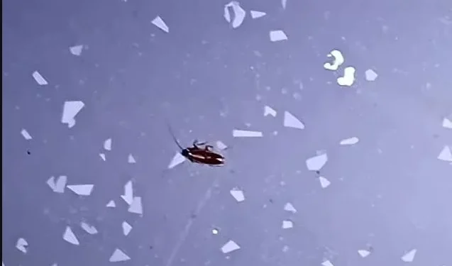 «Λουκέτο» σε επιχείρηση εστίασης από το Υγειονομικό: Εκτός από κεμπάμπ και πατάτες τηγάνιζε και… ποντικούς – ΦΩΤΟ