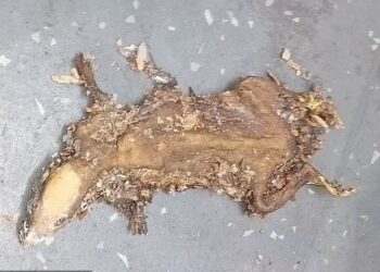 «Λουκέτο» σε επιχείρηση εστίασης από το Υγειονομικό: Εκτός από κεμπάμπ και πατάτες τηγάνιζε και… ποντικούς – ΦΩΤΟ