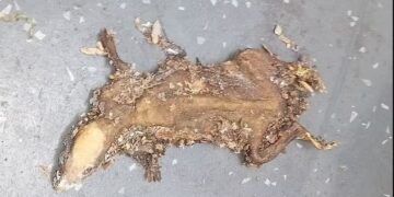 Alldaynews.gr «Λουκέτο» σε επιχείρηση εστίασης από το Υγειονομικό: Εκτός από κεμπάμπ και πατάτες τηγάνιζε και… ποντικούς – ΦΩΤΟ