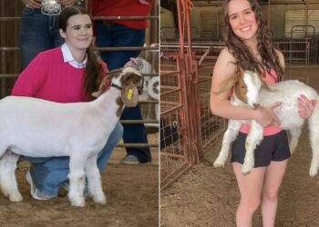 Σοκ σε σχολικό διαγωνισμό: 17χρονη κατηγορείται ότι δηλητηρίασε μια κατσίκα λόγω… ζήλιας