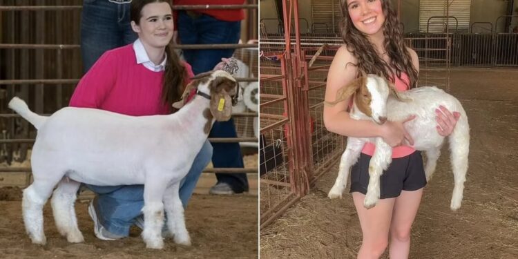 Alldaynews.gr Σοκ σε σχολικό διαγωνισμό: 17χρονη κατηγορείται ότι δηλητηρίασε μια κατσίκα λόγω… ζήλιας