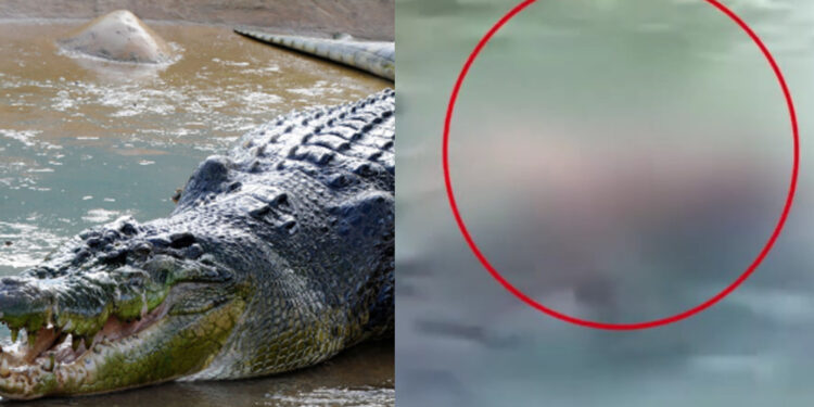 Alldaynews.gr Τρόμος: Κροκόδειλος βγαίνει από το νερό με το πτώμα μητέρας στα σαγόνια του (video)