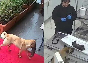 Alldaynews.gr Σκυλίτσα πήγε μόνη της το άρρωστο κουτάβι της στον κτηνίατρο και οι γιατροί το έσωσαν