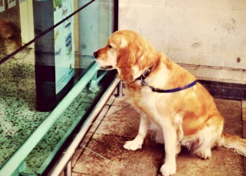 Σκυλί κάθεται για ώρες καθημερινά έξω από κλειστό κατάστημα – Ένα βράδυ νεαρός το παρατηρεί και το ακολουθεί