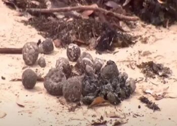 Μην τα αγγίξετε! Αποκαλύφθηκε η αηδιαστική αλήθεια για τις μαύρες μπάλες που ξεβράστηκαν στις ακτές – «Λουκέτο» σε 9 παραλίες
