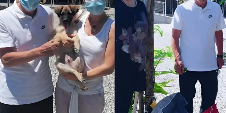 Alldaynews.gr «Δεν θέλω χρήματα, βοηθήστε τα αδέσποτα»: Το συγκινητικό έργο ζωής του Μίμη Δομάζου