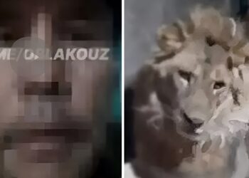 Βίντεο: Λιοντάρια έφαγαν ζωντανό φύλακα ζωολογικού κήπου – Μπήκε στο κλουβί τους «για να εντυπωσιάσει την κοπέλα του»