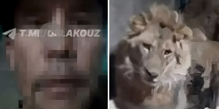 Βίντεο: Λιοντάρια έφαγαν ζωντανό φύλακα ζωολογικού κήπου – Μπήκε στο κλουβί τους «για να εντυπωσιάσει την κοπέλα του»