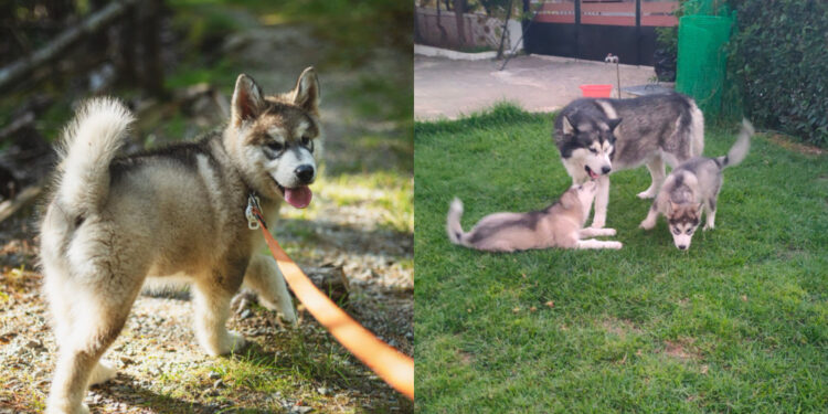 Alldaynews.gr Νεκρό 7χρονο παιδί έπειτα από επίθεση σκύλων, στο εκτροφείο της οικογένειάς του