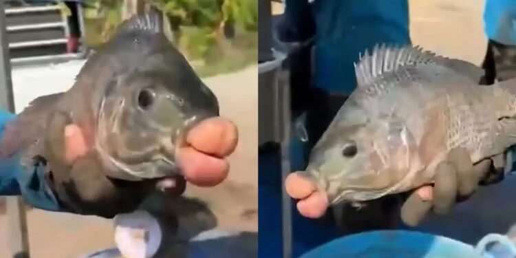 Alldaynews.gr Βίντεο: Τσιπούρα με… ανθρώπινα χείλη πιάστηκε στα δίχτυα ενός ψαρά – Πώς το εξηγούν οι επιστήμονες