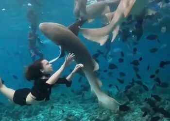 Θρίλερ με Influencer: Κολυμπούσε ανάμεσα σε καρχαρίες για να κάνει video story και τελικά άρχισαν να τη δαγκώνουν –Βίντεο ντοκουμέντο