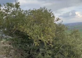 Σε αυτό το σημείο βρέθηκε η σορός του Βασίλη Καλογήρου – Δύσκολα προσβάσιμο και 200 μέτρα από τη μονάδα όπου δούλευε ο κτηνοτρόφος που τον εντόπισε