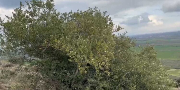 Alldaynews.gr Σε αυτό το σημείο βρέθηκε η σορός του Βασίλη Καλογήρου – Δύσκολα προσβάσιμο και 200 μέτρα από τη μονάδα όπου δούλευε ο κτηνοτρόφος που τον εντόπισε