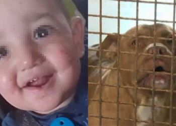 Τραγωδία: Νεκρό βρέφος εννέα μηνών, το κατασπάραξαν δύο πίτμπουλ της οικογένειάς του – Σε σοκ η μητέρα (video)