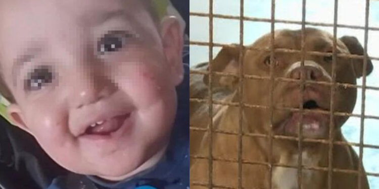 Alldaynews.gr Τραγωδία: Νεκρό βρέφος εννέα μηνών, το κατασπάραξαν δύο πίτμπουλ της οικογένειάς του – Σε σοκ η μητέρα (video)