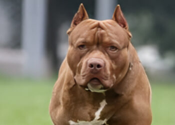 Τραγωδία στην Ιταλία: Νεκρό βρέφος εννέα μηνών – Το κατασπάραξε το πιτ μπουλ της οικογένειάς του