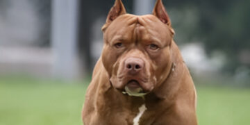 Alldaynews.gr Τραγωδία στην Ιταλία: Νεκρό βρέφος εννέα μηνών – Το κατασπάραξε το πιτ μπουλ της οικογένειάς του