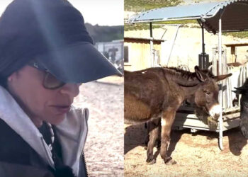 Σαντορίνη – Εθελοντές που έμειναν πίσω για να φροντίζουν τα αδέσποτα και κακοποιημένα ζώα: «Δεν πρόκειται να εκκενώσουμε»