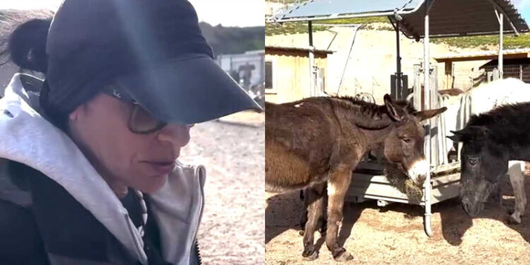 Σαντορίνη – Εθελοντές που έμειναν πίσω για να φροντίζουν τα αδέσποτα και κακοποιημένα ζώα: «Δεν πρόκειται να εκκενώσουμε»