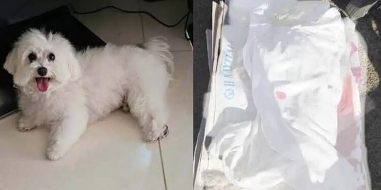 Alldaynews.gr Μαλτεζάκι βρήκε μαρτυρικό θάνατο από πίτμπουλ στη Γλυφάδα