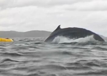 Φάλαινα καταπίνει άνθρωπο και… τον «έφτυσε» ζωντανό λίγο αργότερα – «Στην αρχή νόμιζα ότι πέθανα» (video)