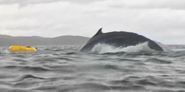Alldaynews.gr Φάλαινα καταπίνει άνθρωπο και… τον «έφτυσε» ζωντανό λίγο αργότερα – «Στην αρχή νόμιζα ότι πέθανα» (video)