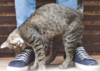 Η γάτα μου τρίβεται και ξύνεται πάνω μου… Τι σημαίνει αυτό;