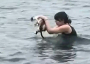 Η συγκινητική στιγμή που κοπέλα βουτάει στη θάλασσα για να σώσει ένα γατάκι