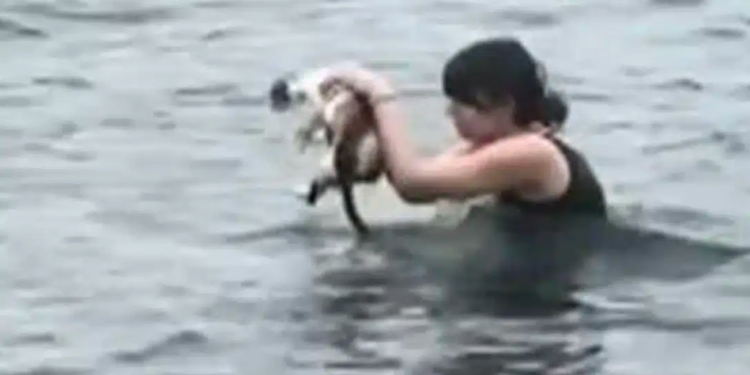 Alldaynews.gr Η συγκινητική στιγμή που κοπέλα βουτάει στη θάλασσα για να σώσει ένα γατάκι