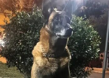 Alldaynews.gr Λιμενικό: Θλίψη για τον θάνατο του Κανέλλου, του θρυλικού λαγωνικού Κ9 – «Μάγκας μέχρι την τελευταία στιγμή»