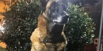 Λιμενικό: Θλίψη για τον θάνατο του Κανέλλου, του θρυλικού λαγωνικού Κ9 – «Μάγκας μέχρι την τελευταία στιγμή»