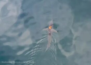 Βίντεο: Χταπόδι κάνει… βόλτα πάνω σε καρχαρία