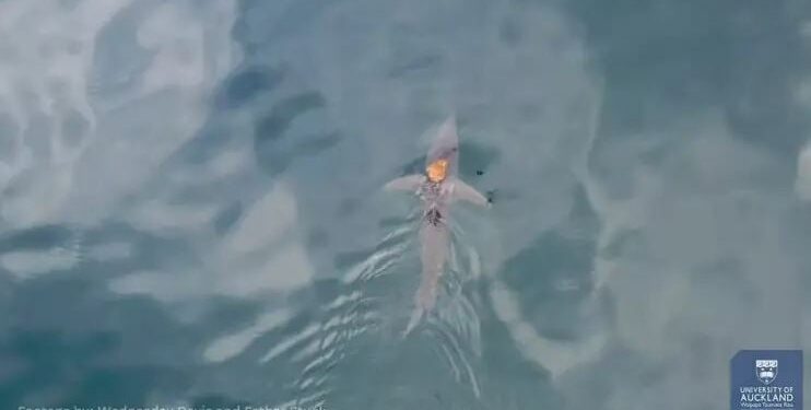 Alldaynews.gr Βίντεο: Χταπόδι κάνει… βόλτα πάνω σε καρχαρία