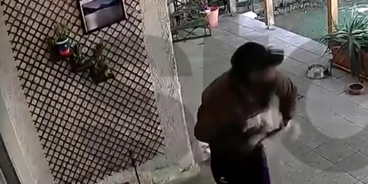 Alldaynews.gr Απίστευτο περιστατικό: Άρπαξε σκύλο από αυλή σπιτιού μέρα μεσημέρι – «Το είχα σαν παιδί μου»