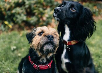 Οι 7 βασικές εντολές που πρέπει να μάθει να εκτελεί ο σκύλος σου