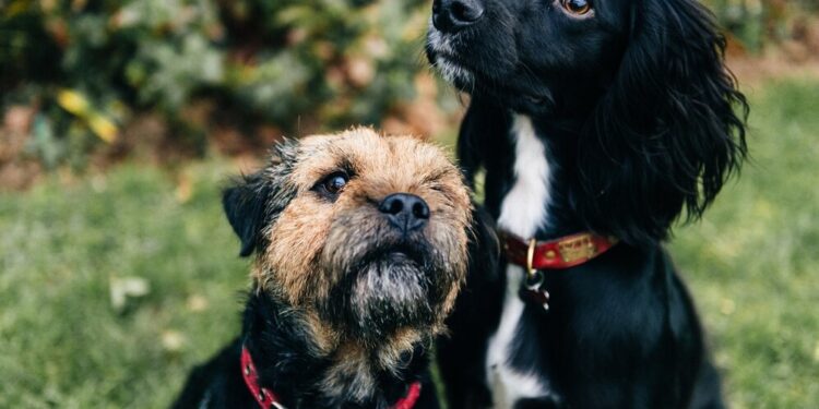 Alldaynews.gr Οι 7 βασικές εντολές που πρέπει να μάθει να εκτελεί ο σκύλος σου