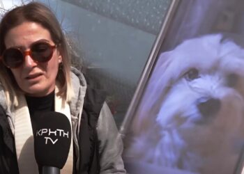 Συγκλονισμένη η ιδιοκτήτρια του μικρόσωμου σκύλου που κατασπαράχθηκε – «Αυτό που έζησα να μην το ζήσει κανείς» (video)