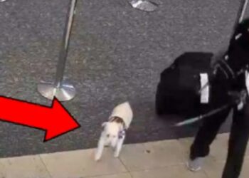 Σοκ σε αεροδρόμιο: Απαγόρευσαν σε γυναίκα να πάρει μαζί σε πτήση τον σκύλο και τον σκότωσε στο μπάνιο (video)