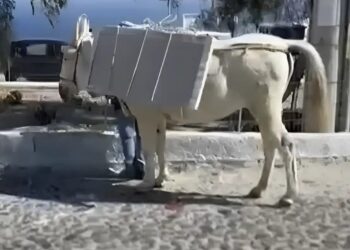 Σαντορίνη: Σοκάρουν οι εικόνες με φορτωμένα γαϊδουράκια με οικοδομικά υλικά, μαρμάρινες πλάκες