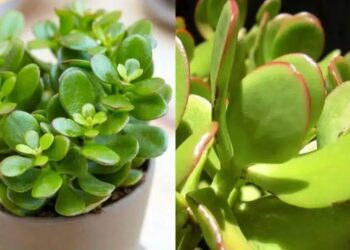 Τραβάει χρńμα & πλούτο σαν μαγνήτης: Το φuτό που θα αλλάξει την τύχη σου με το που θα το βάλεις σπίτι σου