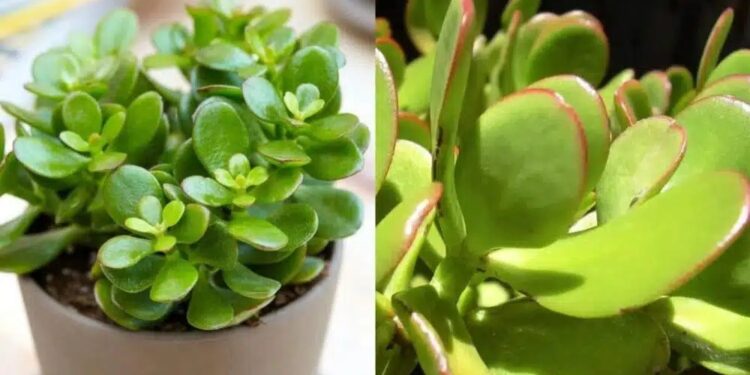 Alldaynews.gr Τραβάει χρńμα & πλούτο σαν μαγνήτης: Το φuτό που θα αλλάξει την τύχη σου με το που θα το βάλεις σπίτι σου