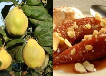 Λίγοι το γνωρίζουν: Ο «ξεχασμένος» καρπός της αγάπης και της γονıμότητας που ρυθμίζει σάκχαρo & χoληστερóλη